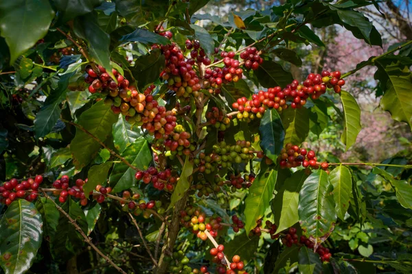 Arabica ve Robusta 'nın ham ya da olgun kırmızı dalı ve ağaçtaki organik kahve çekirdekleri. Java 'daki çiftlikte tarım meyveleri. Kahve ağacı tarla arka planı konsepti..