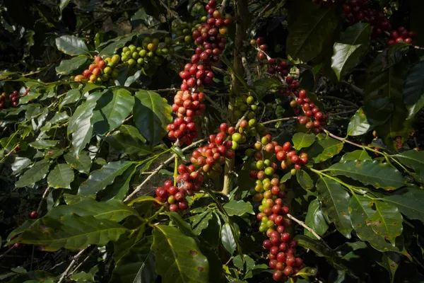 Arabica ve Robusta 'nın ham ya da olgun kırmızı dalı ve ağaçtaki organik kahve çekirdekleri. Java 'daki çiftlikte tarım meyveleri. Kahve ağacı tarla arka planı konsepti..