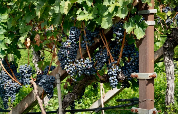 Üzüm bağı. Güney Avustralya 'da şarap bölgesindeki eski sarmaşıklardan sarkan büyük olgun şarap salkımları. Panoramik yaz şaraphanesi manzarası. Baharda üzüm tepelerinin manzarası. Turizm sektörü.