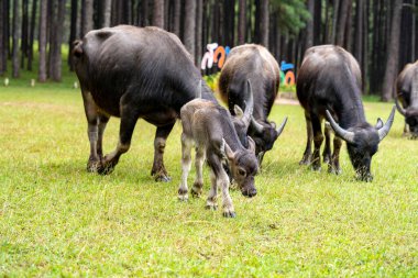 Büyük bir bufalo sürüsü. Anne ve şirin yeni doğan bebek.