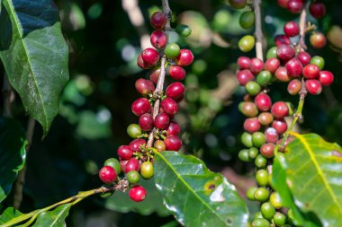 Kırmızı sarı ve yeşil taze olgun Arabika ya da Robusta doğada yetişen organik kahve çekirdekleri. Kahve ağacı tarlaları alan konsepti.
