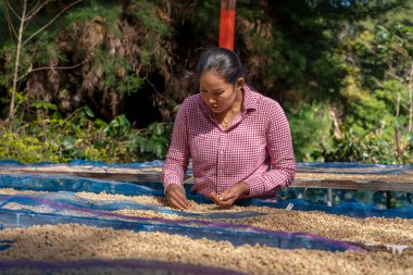 Tarımcı eller Arabika ya da Robusta 'dan organik kahve çekirdekleri topluyor. Beyaz kahve çekirdekleri kabuklarından kaymış. Kızartmadan önce Güneş Kuruyor.