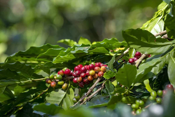 Kırmızı sarı ve yeşil taze olgun Arabika ya da Robusta doğada yetişen organik kahve çekirdekleri. Kahve ağacı tarlaları alan konsepti.