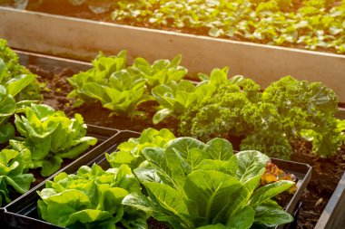 Yumuşak ışıklı organik hidroponik sebze yetiştirme çiftliği