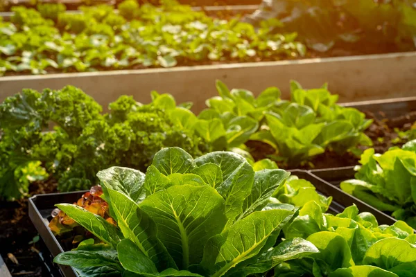 Yumuşak ışıklı organik hidroponik sebze yetiştirme çiftliği