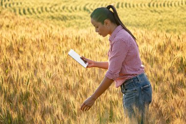 Çiftçi El mısır gevreğine dokunuyor. Genç Asyalı tarımcı gün batımında altın renkli buğday tarlasında duruyor. Dijital tablet kullanılıyor. Modern internet iletişim kalitesi araştırma teknolojileri.