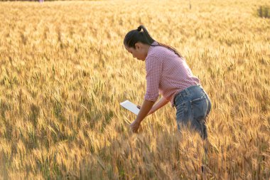 Çiftçi El mısır gevreğine dokunuyor. Genç Asyalı tarımcı gün batımında altın renkli buğday tarlasında duruyor. Dijital tablet kullanılıyor. Modern internet iletişim kalitesi araştırma teknolojileri.
