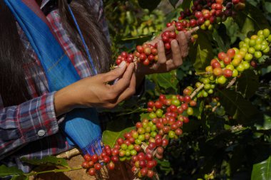 Kahve ağacı tarlaların arka plan kavramı. Çiğ ya da olgun Arabika ve Robusta ve tarımcı elleri olan organik kahve çekirdekleri. Java 'daki çiftlikte tarım meyveleri..