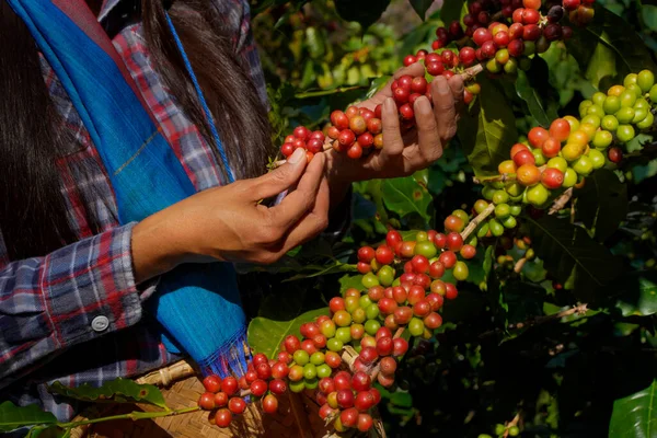 Kahve ağacı tarlaların arka plan kavramı. Çiğ ya da olgun Arabika ve Robusta ve tarımcı elleri olan organik kahve çekirdekleri. Java 'daki çiftlikte tarım meyveleri..