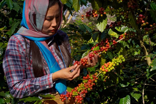 Kahve Ağacı Tarlaların Arka Plan Kavramı Çiğ Olgun Arabika Robusta Stok Fotoğraf