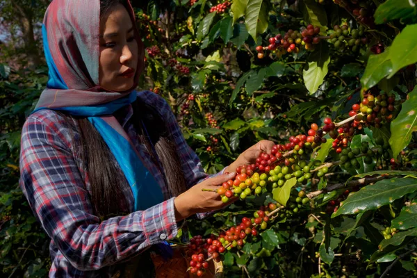 Kahve Ağacı Tarlaların Arka Plan Kavramı Çiğ Olgun Arabika Robusta Telifsiz Stok Fotoğraflar