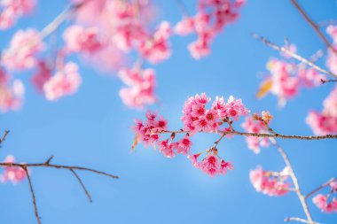 Güzellik Pembe Çiçek Ağacı. Düşük açılı Vahşi Himalaya kirazının Mavi Gök 'e karşı açtığı görüntüsü. ( Prunus Cerasoides )