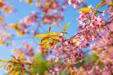Güzellik Pembe Çiçek Ağacı. Düşük açılı Vahşi Himalaya kirazının Mavi Gök 'e karşı açtığı görüntüsü. ( Prunus Cerasoides )