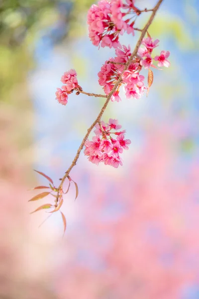 Güzellik Pembe Çiçek Ağacı Düşük Açılı Vahşi Himalaya Kirazının Mavi Stok Resim