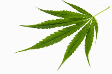 Beyaz arkaplanda izole edilmiş yeşil kenevir yaprağının üst görünümü