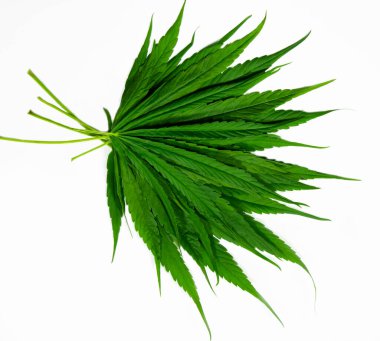 Beyaz arka planda yeşil kenevir yaprakları. Tıbbi marihuana yetiştiriyorum..