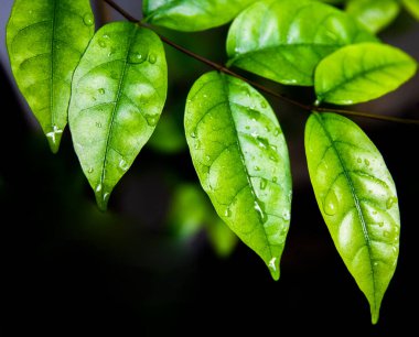 Siyah zemin üzerinde su damlaları olan yeşil yapraklar. Doğal kavramlar