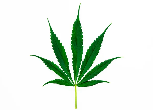 Zelený List Konopí Izolované Bílém Pozadí Rostoucí Lékařské Marihuanové Koncepty — Stock fotografie