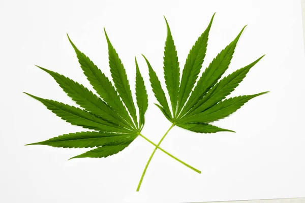 Folhas Cannabis Isoladas Fundo Branco Crescer Conceitos Maconha Medicinal — Fotografia de Stock