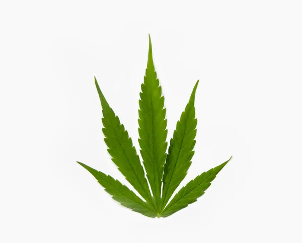 Kannabiszlevél Fehér Háttérrel Növekvő Orvosi Marihuána Fogalmak — Stock Fotó