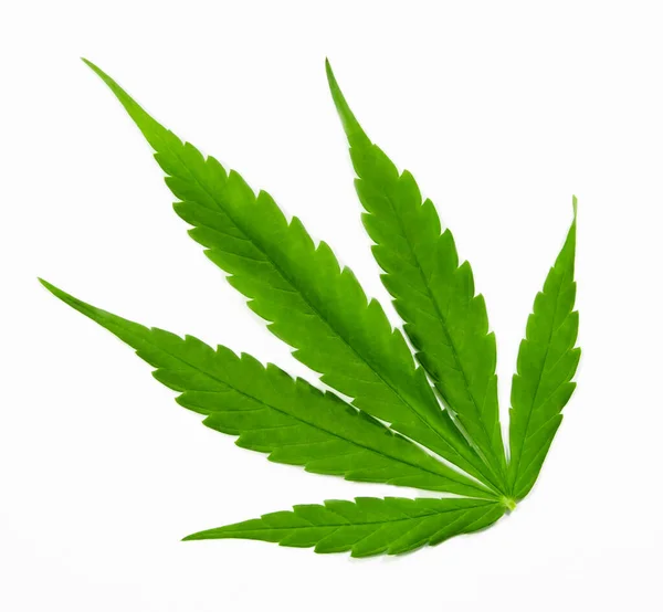 Vista Superior Hoja Cannabis Verde Aislada Sobre Fondo Blanco Cultivo — Foto de Stock