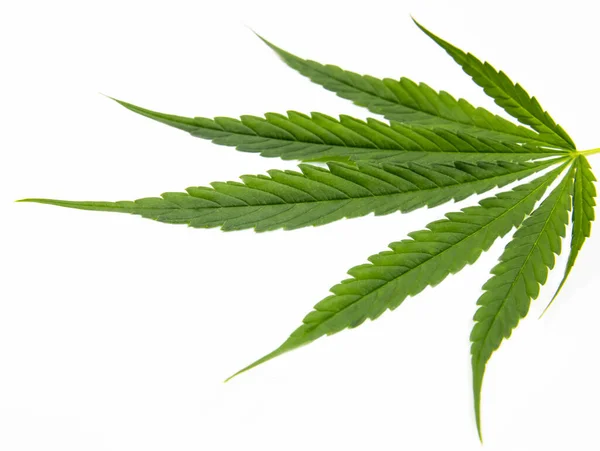 Hoja Cannabis Verde Aislada Sobre Fondo Blanco Cultivando Marihuana Medicinal — Foto de Stock
