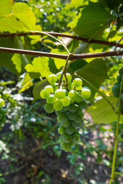 Bunches Uvas Verdes Close — Fotografia de Stock