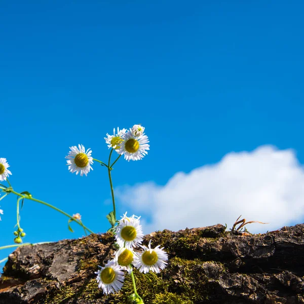 Margaridas Brancas Fundo Céu Azul Close Espaço Cópia — Fotografia de Stock