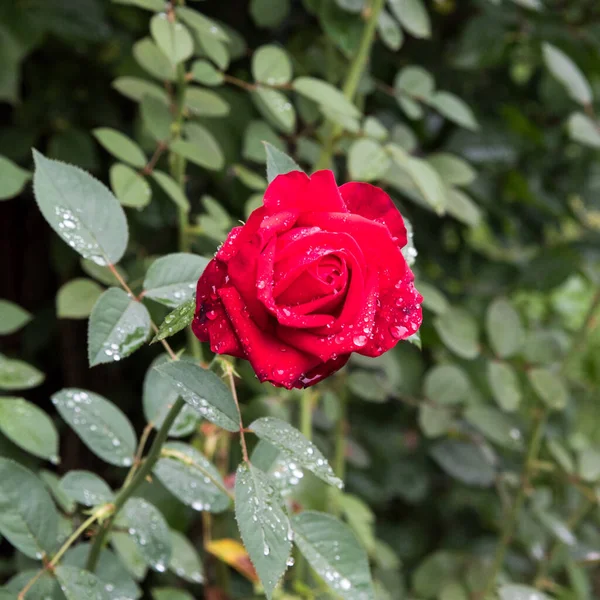 Червона Троянда Краплями Роси Крупним Планом Простір Копіювання — стокове фото