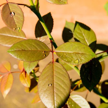 Gül çalısı sabah çiğ yaprakları, arkaplan, kopyalama alanı
