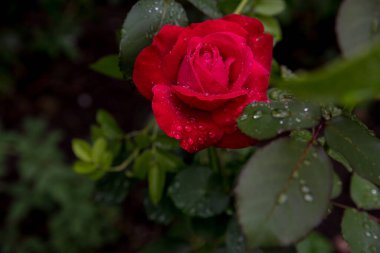 Sabah çiyinde gül kırmızısı, arkaplan, kopyalama alanı