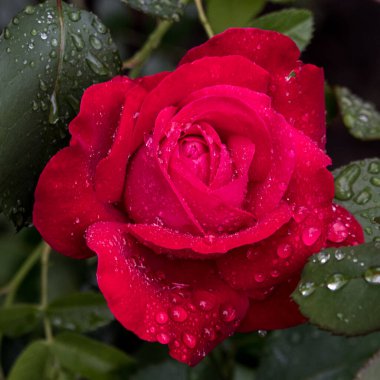 Sabah çiyinde gül kırmızısı, arkaplan, kopyalama alanı