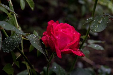 Sabah çiyinde gül kırmızısı, arkaplan, kopyalama alanı