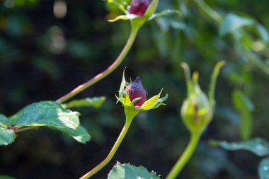 Gül tomurcukları sabah çiğ, arkaplan, kopyalama alanı