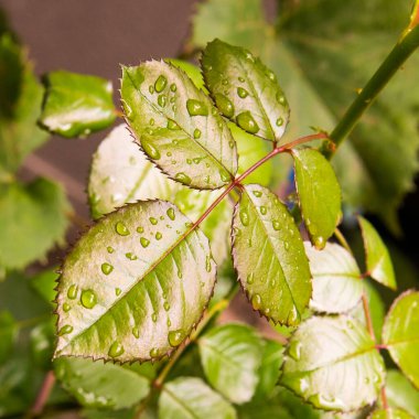 Gül çalısı sabah çiğ yaprakları, arkaplan, kopyalama alanı