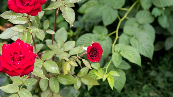 Rose Červená Ranní Rosa Pozadí Kopírovací Prostor — Stock fotografie