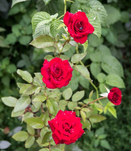 Τριαντάφυλλο Κόκκινο Στην Πρωινή Δροσιά Φόντο Αντίγραφο Χώρο — Φωτογραφία Αρχείου