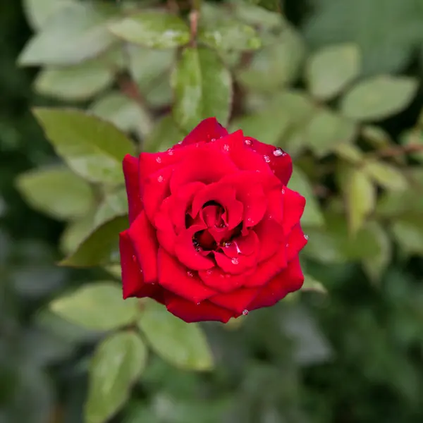 Червона Троянда Ранковій Росі Фон Простір Копіювання — стокове фото