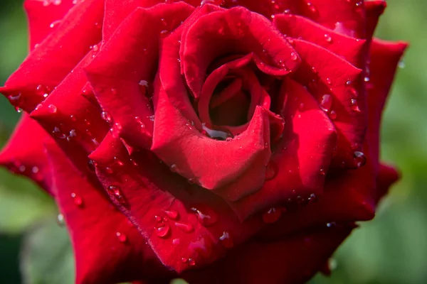 Rose red in morning dew, background, copy space