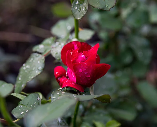 Róża Czerwona Rano Rosa Tło Przestrzeń Kopiowania — Zdjęcie stockowe