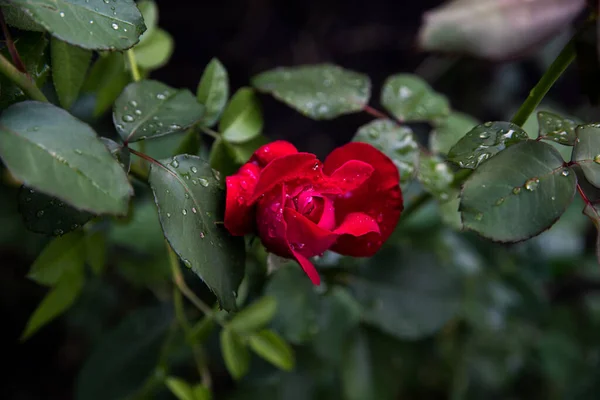 晨露中的玫瑰红 复制空间 — 图库照片