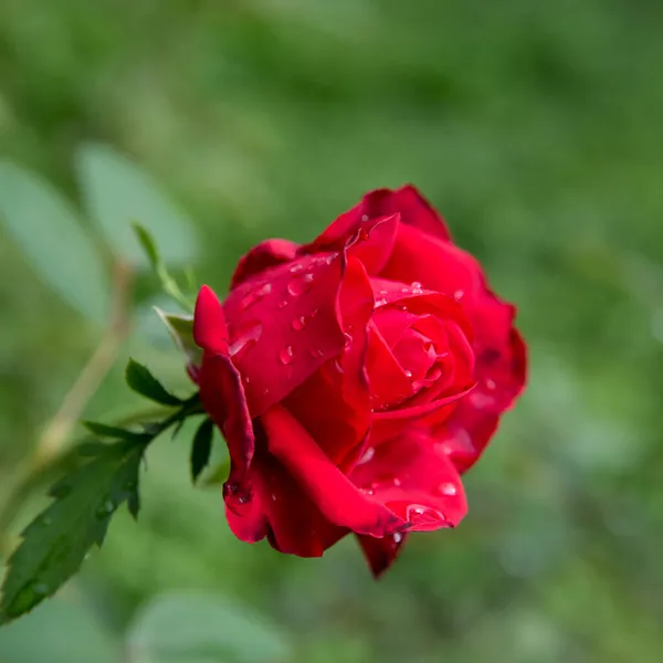 Красная Роза Утренней Росе Фон Пространство Копирования — стоковое фото
