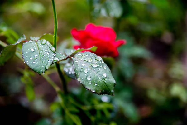 Τριαντάφυλλο Κόκκινο Στην Πρωινή Δροσιά Φόντο Αντίγραφο Χώρο — Φωτογραφία Αρχείου
