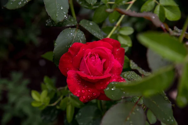 Rosenrot Morgentau Hintergrund Kopierraum — Stockfoto