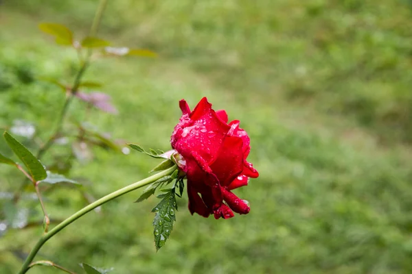 Rosenrot Morgentau Hintergrund Kopierraum — Stockfoto