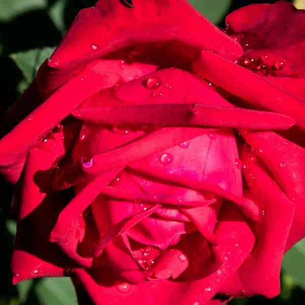 Червона Троянда Ранковій Росі Фон Простір Копіювання — стокове фото