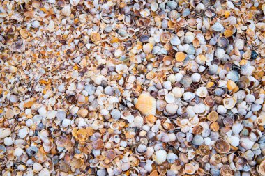 Küçük deniz kabukları yakın plan, boşluğu, arkaplanı, dokuyu kopyala