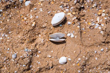 Küçük deniz kabukları yakın plan, boşluğu, arkaplanı, dokuyu kopyala