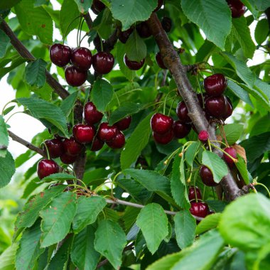 Yeşil yapraklı bir ağaç dalında kırmızı kiraz, boşluğu kopyala