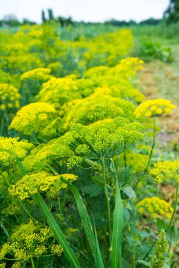 Dill zholto yeşil çiçekler, kopyalama alanı